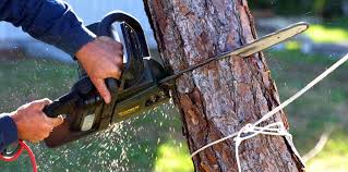 Best Commercial Tree Services  in Dumbarton, VA