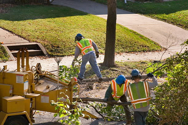 Best Fruit Tree Pruning  in Dumbarton, VA